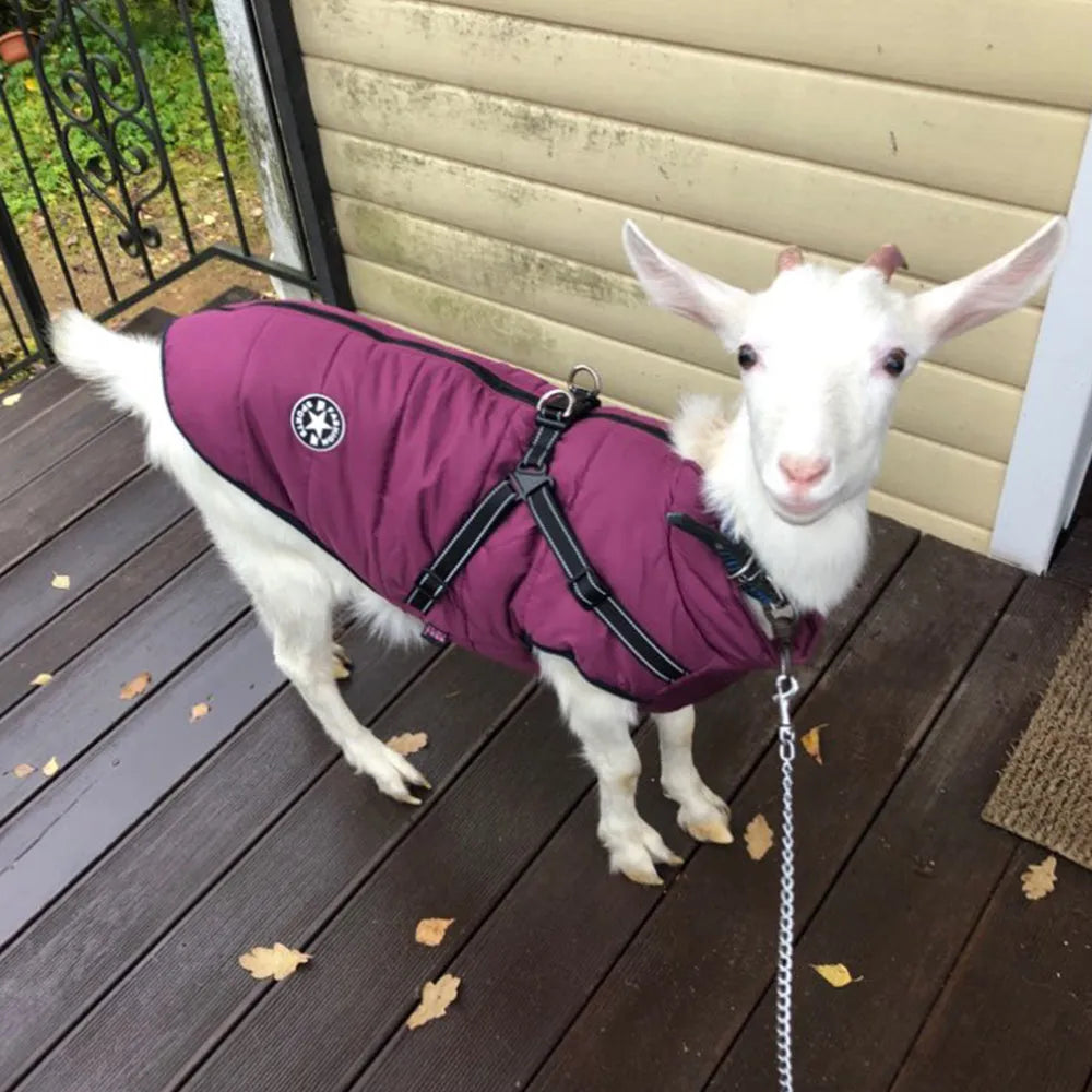 Waterproof dog coat with integrated harness in rain silk fabric showing size range from XS to 4XL