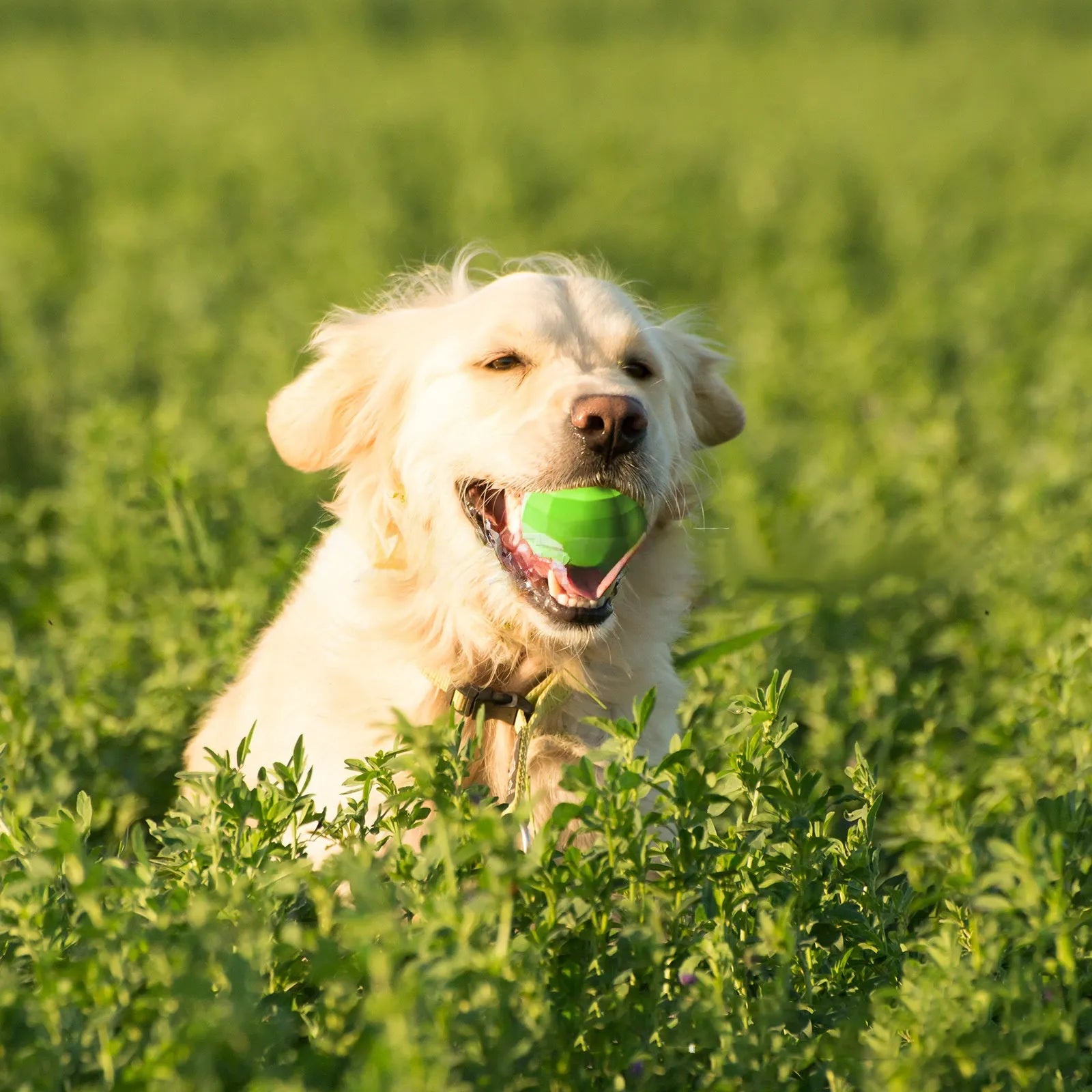 Green natural rubber squeaky chew ball dog toy for large breeds.