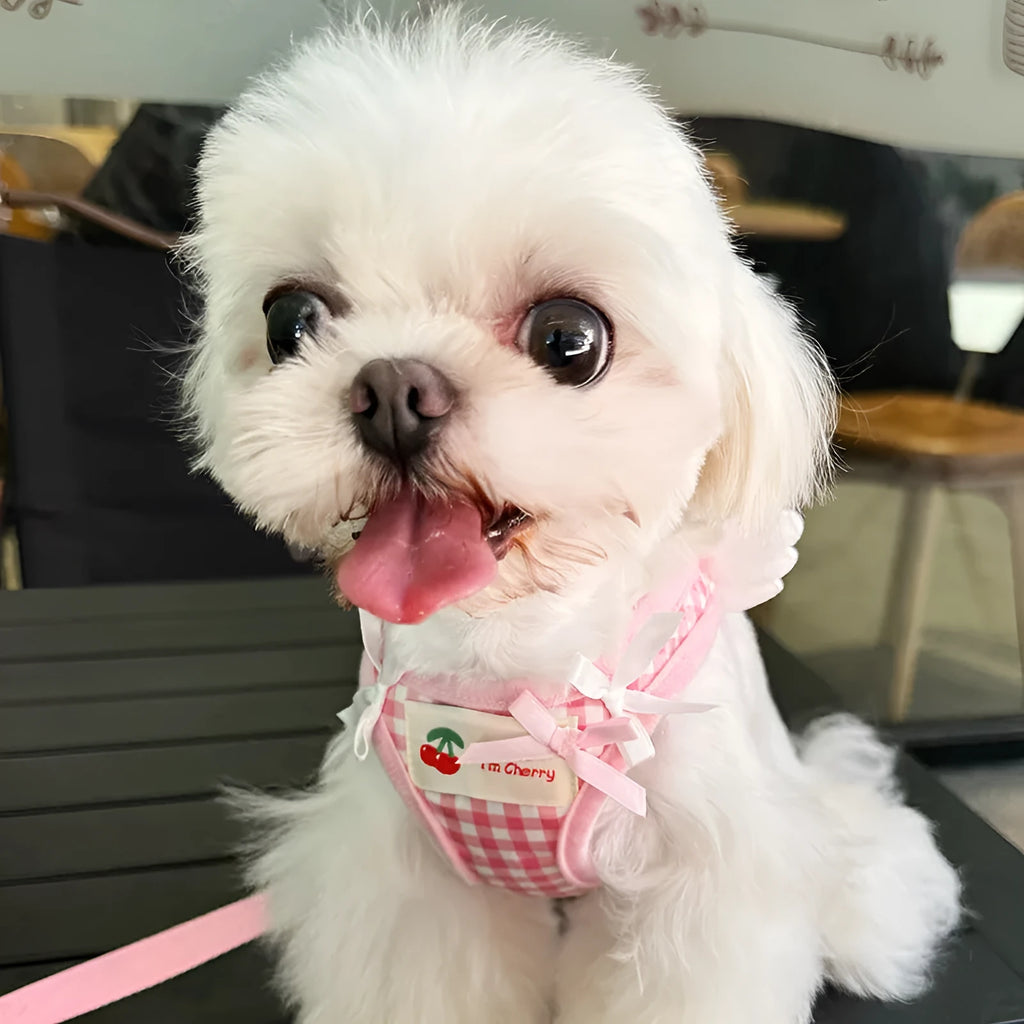 Small dog chest and back harness with hand holding rope in cotton material