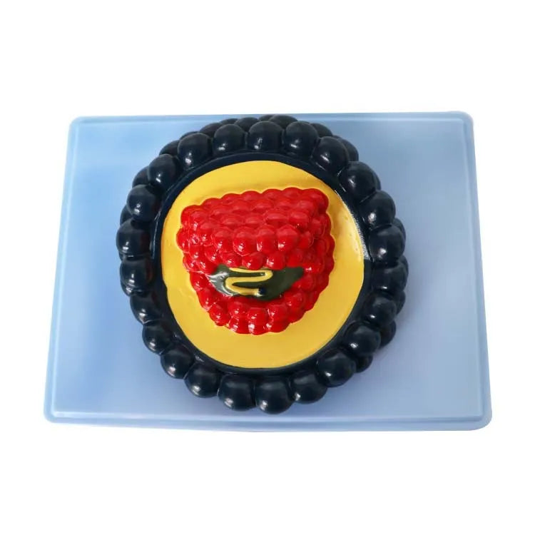 Black PVC virus biological model for medical teaching measuring 20 by 15 by 7 centimetres