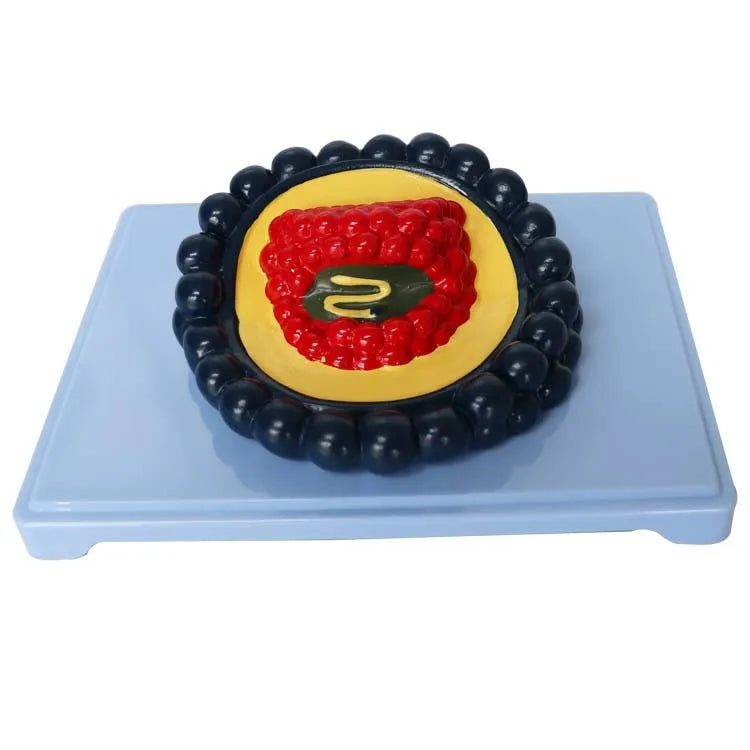 Black PVC virus biological model for medical teaching measuring 20 by 15 by 7 centimetres