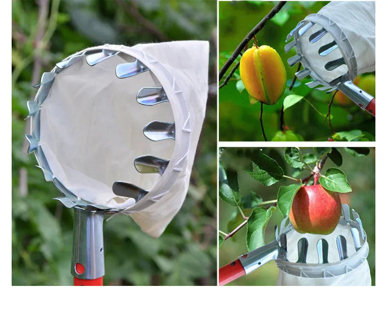 Steel and cloth fruit picker with catcher bag for harvesting citrus, pears, and peaches.