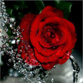 Hand-painted water drop red rose oil painting on 40x50cm linen canvas without frame