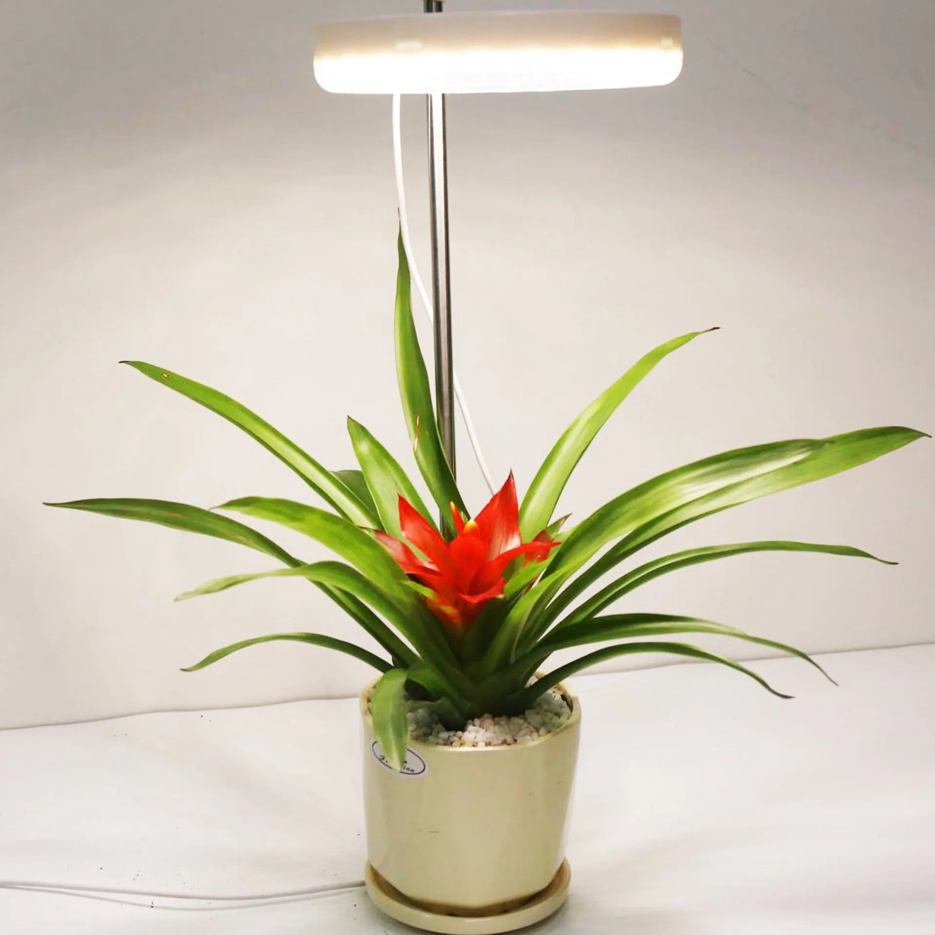 Compact full spectrum plant growth lamp for home office desk with PC shell.