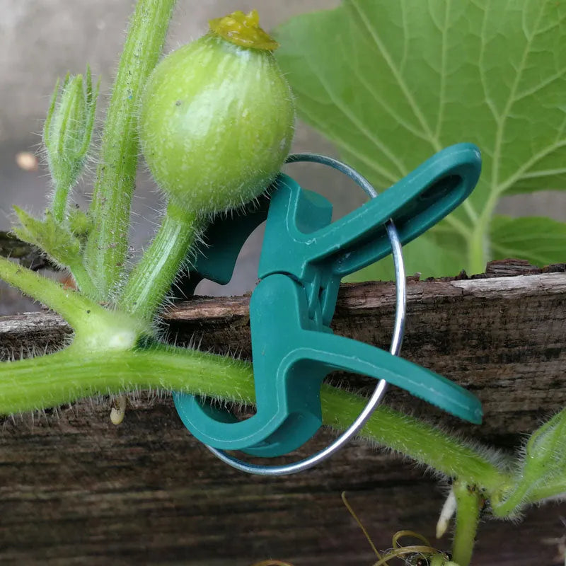 Green plant support clips in large and small sizes for climbing garden plants