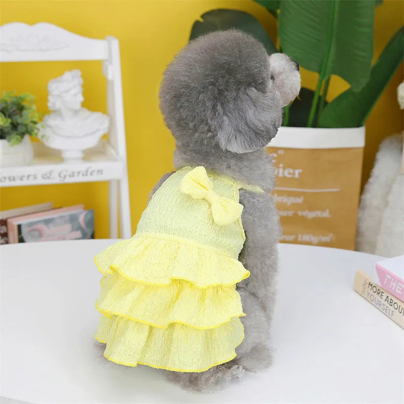 Small dog wearing polyester princess dress with layered candy skirt in teddy bichon style