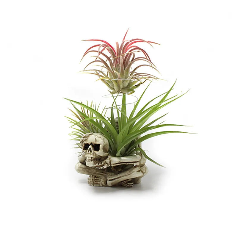 Gothic skull design resin bracket for tillandsia plants with iron stand