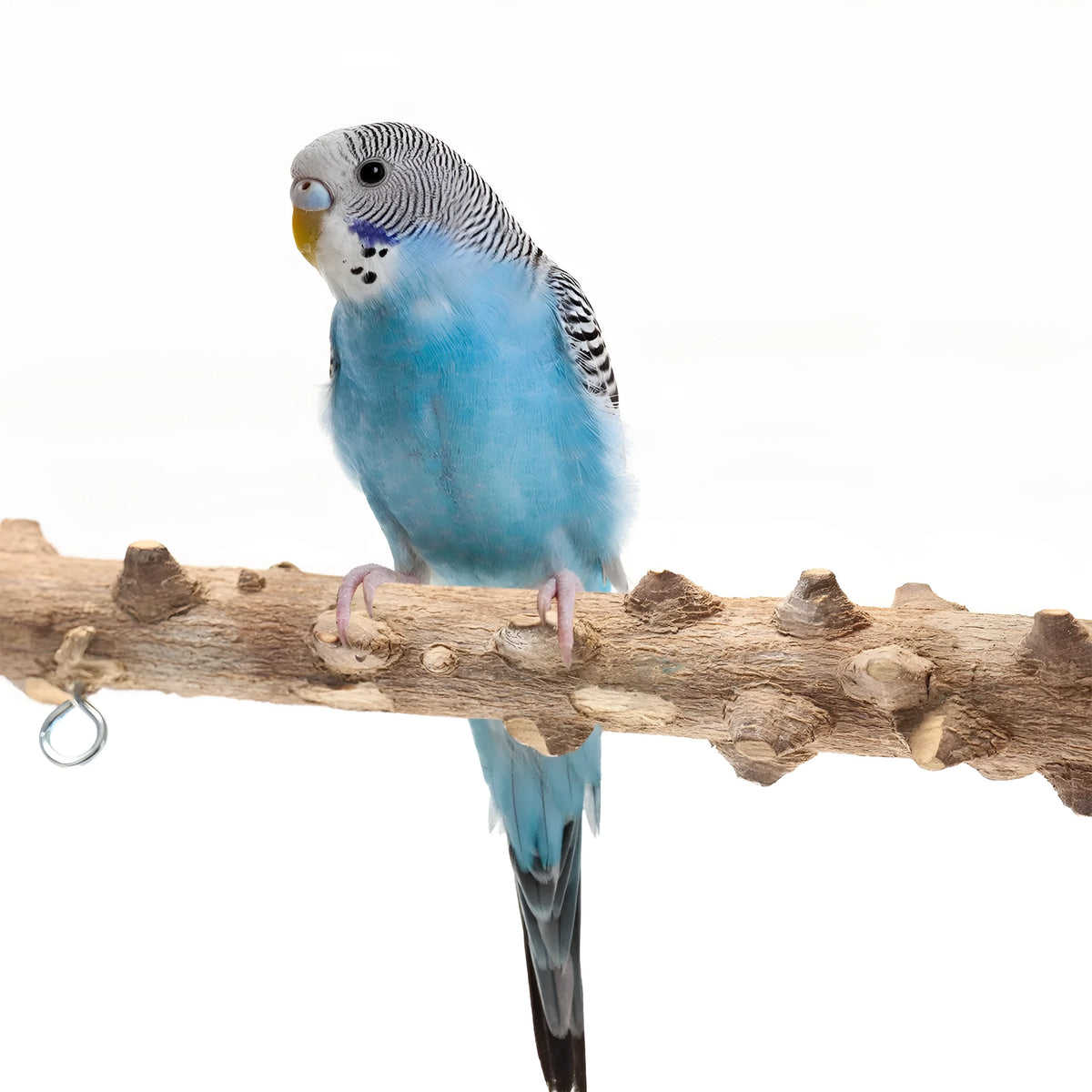 Solid wood and pepperwood bird playground stand with metal accessories for all birds, No. 5 and No. 6