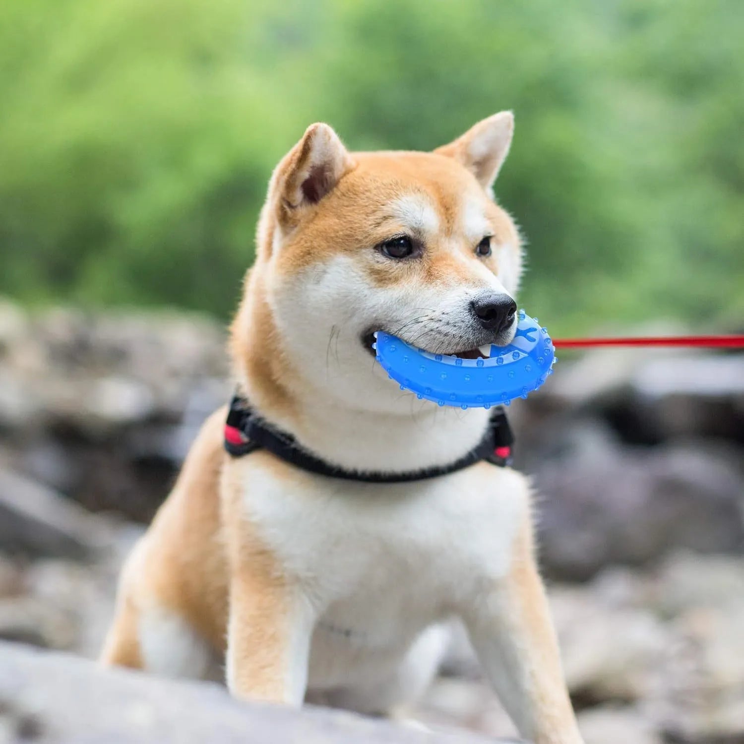Freezable dog teething toy in bone and circle shapes for cooling chew and dental care