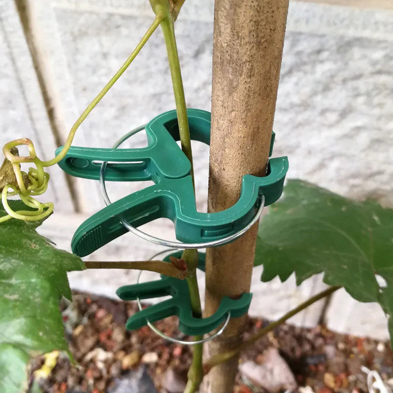 Green plant support clips in large and small sizes for climbing garden plants