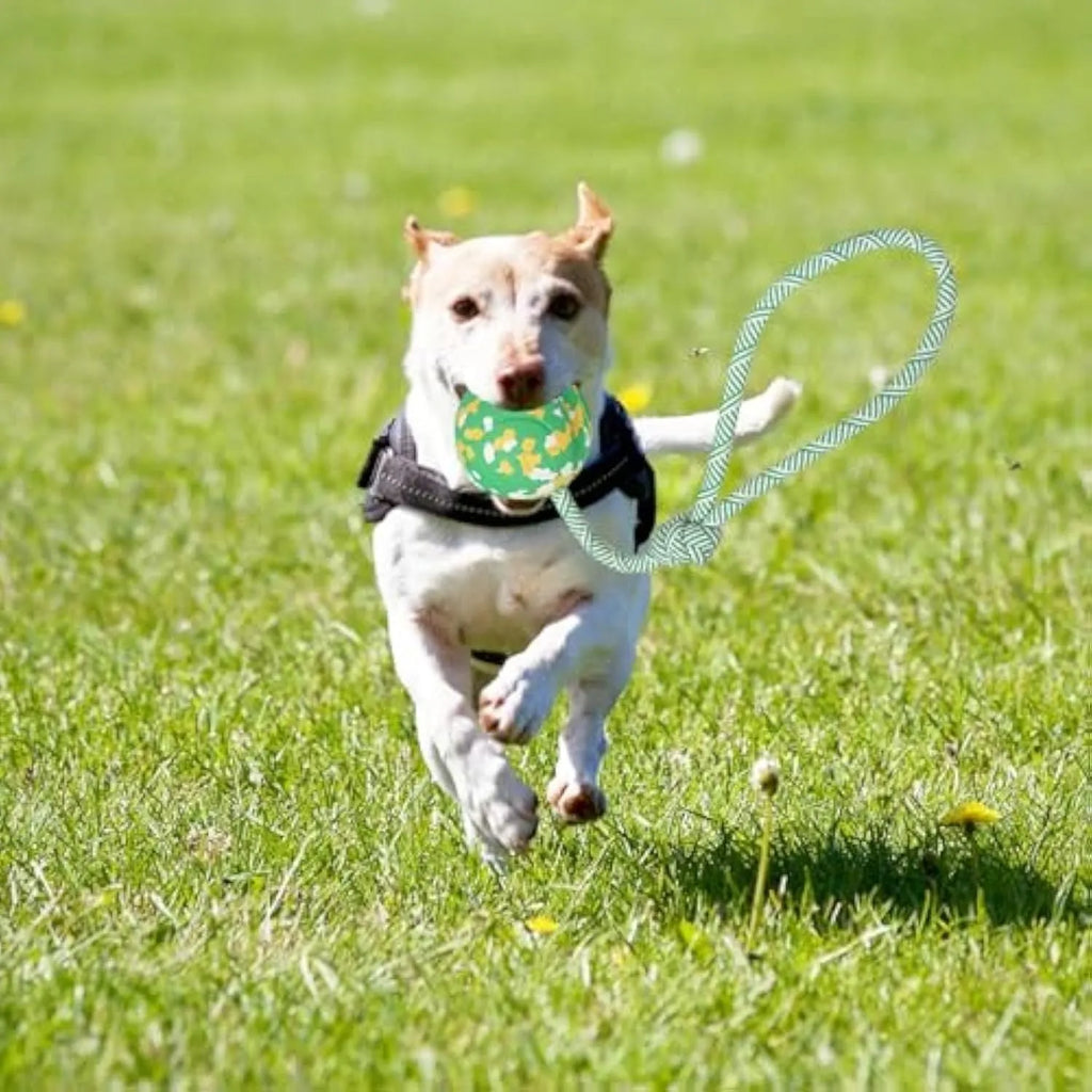 Natural rubber dog ball attached to a blue nylon rope, shown in two sizes L and S for interactive play.