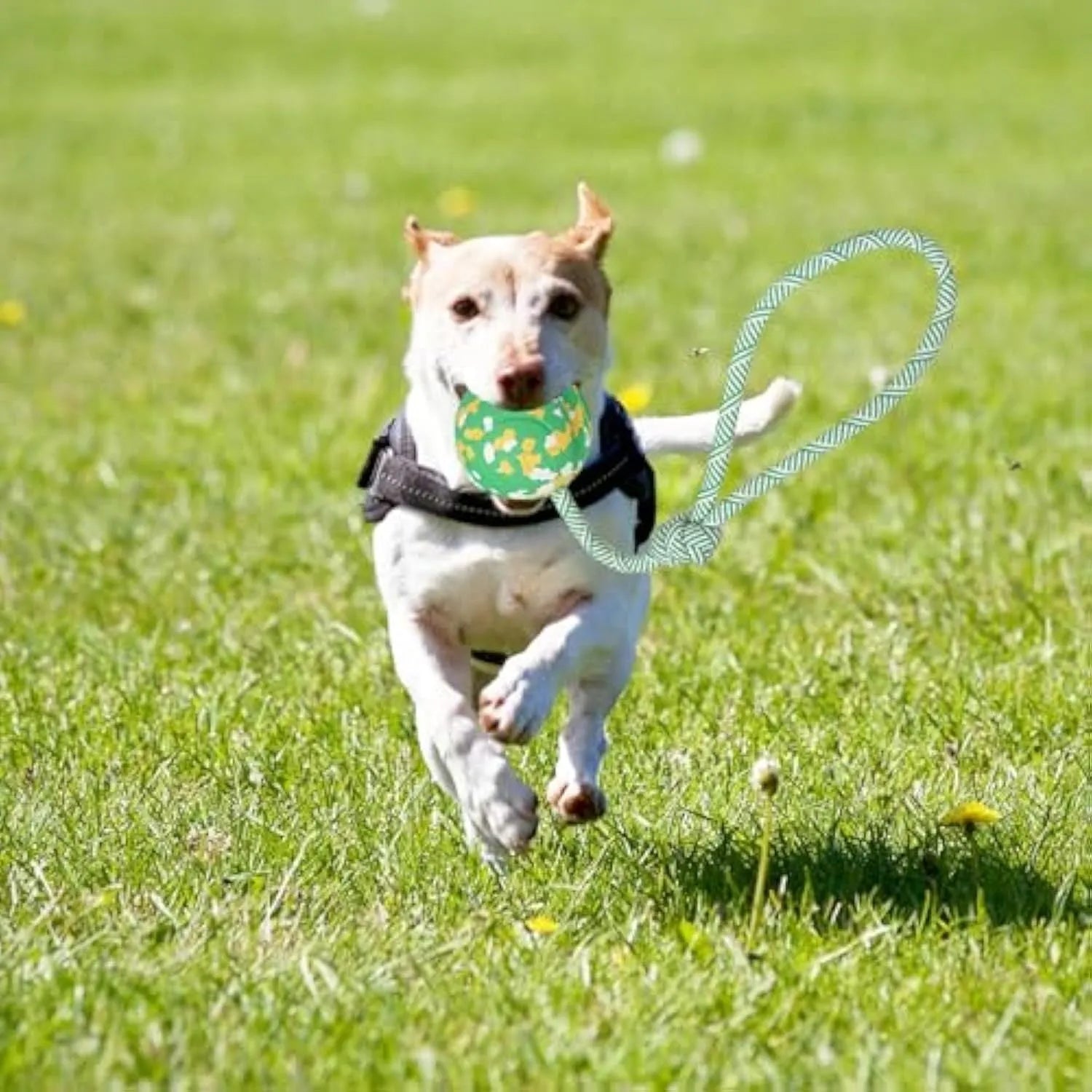 Natural rubber dog ball attached to a blue nylon rope, shown in two sizes L and S for interactive play.