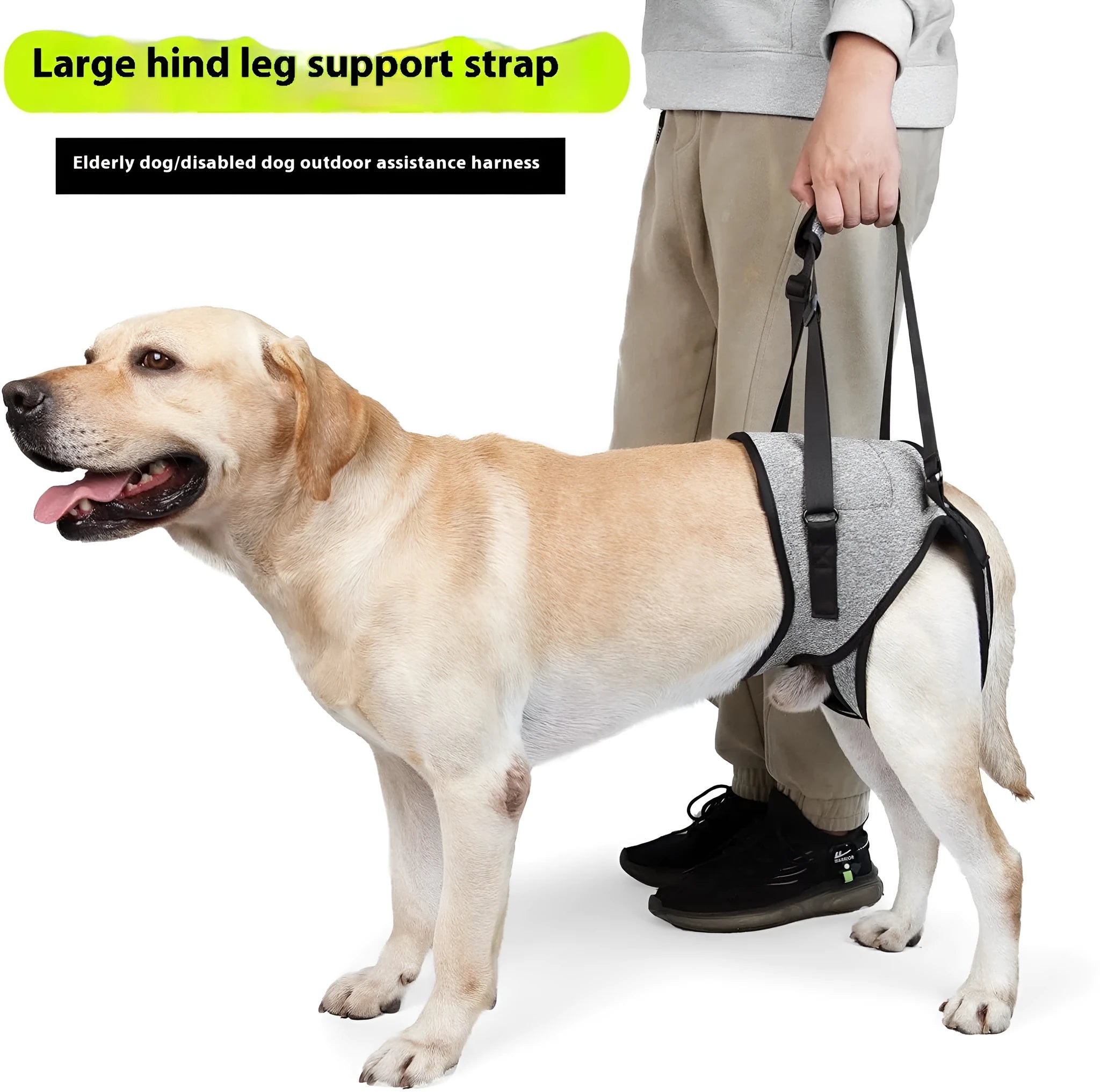 Grey neoprene dog rear leg recovery support belt with adjustable waist and thigh straps.