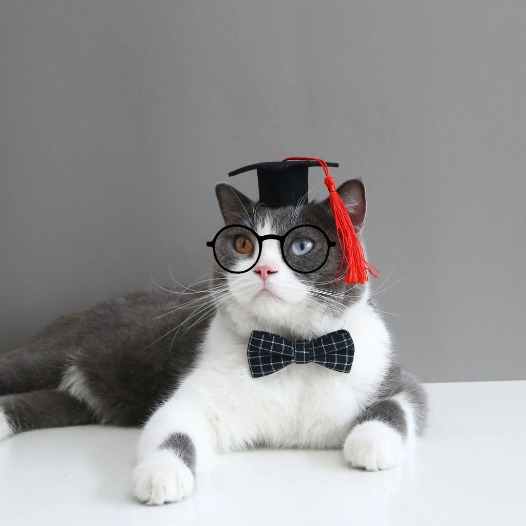 Small pet wearing a British style doctor's degree costume with an elastic hair band and a black plaid bow tie.
