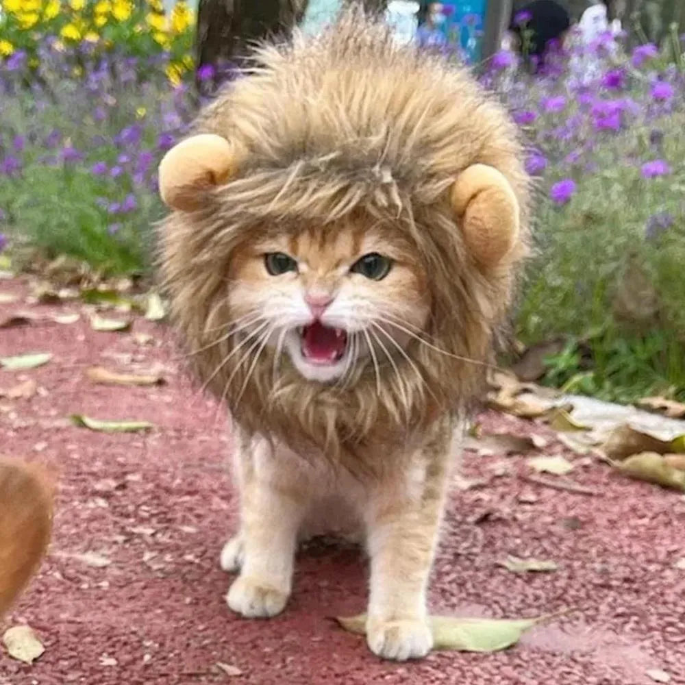 Lion mane wig with plush ears on a cat, showing adjustable elastic band
