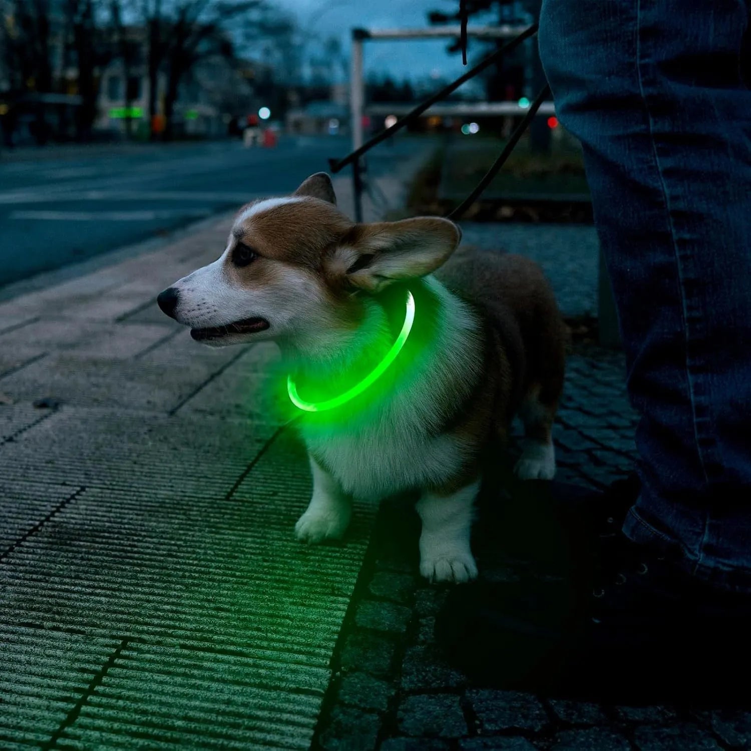 USB-rechargeable LED dog collar glowing blue with adjustable length for night safety