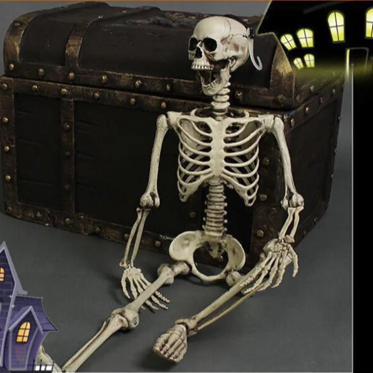 A full-size 170 cm tall plastic human skeleton prop with detailed skull, standing upright.