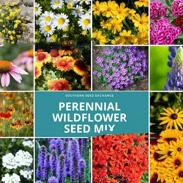 Packet of Purpleflower Holly Leaf mixed wildflower seeds for garden planting.