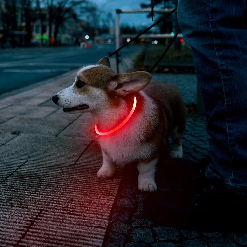 USB-rechargeable LED dog collar glowing blue with adjustable length for night safety