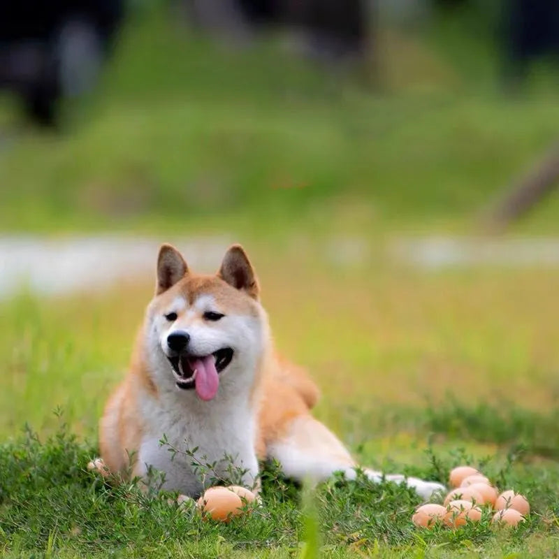 Egg-shaped dog chew toy with textured surfaces for dental cleaning and sound feature