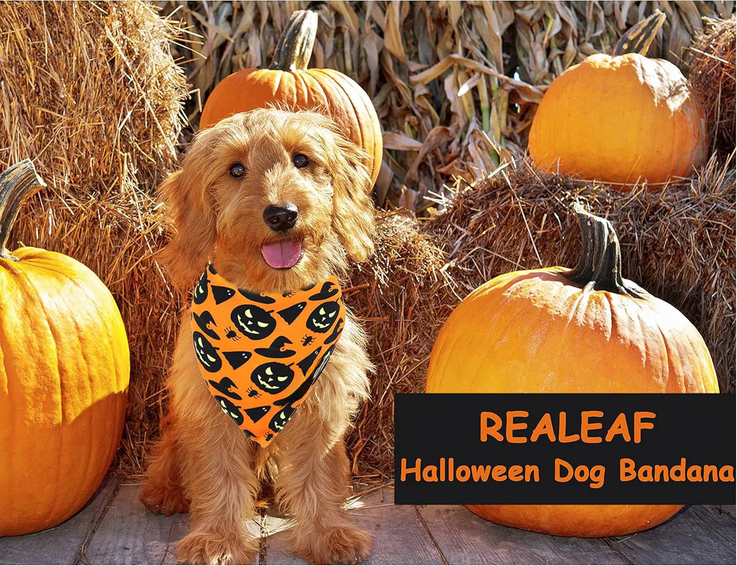 Reversible Halloween dog bandana with pumpkin and spider web patterns in black and orange colours