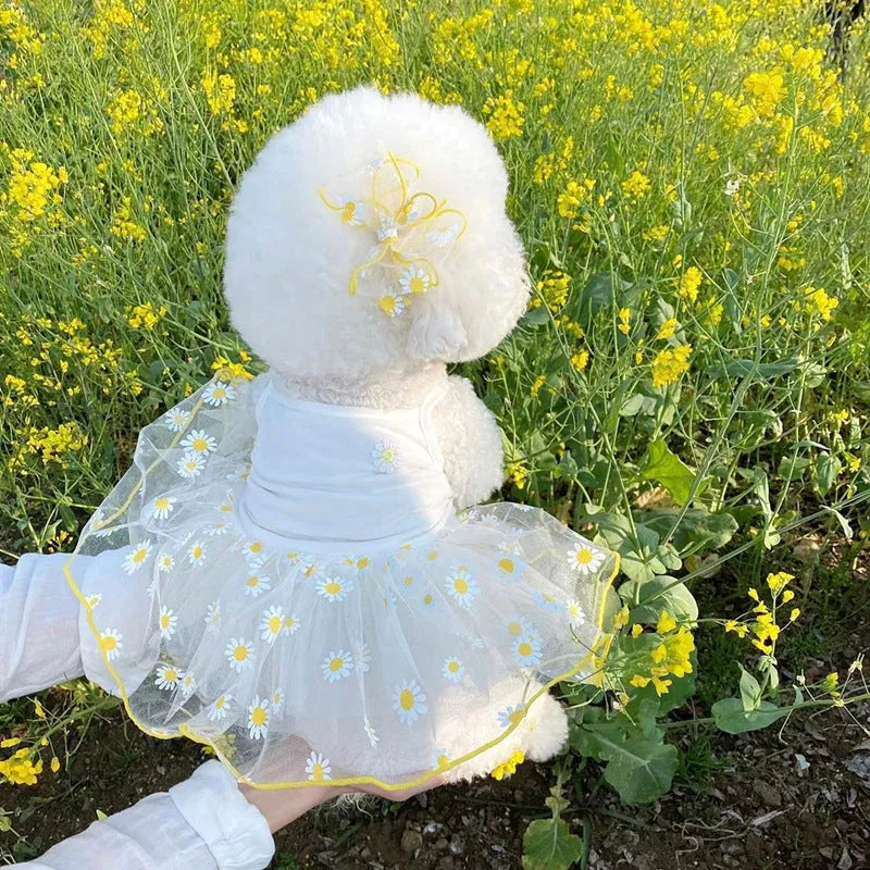 Yellow daisy patterned dog clothes for summer wear on small medium breed dog
