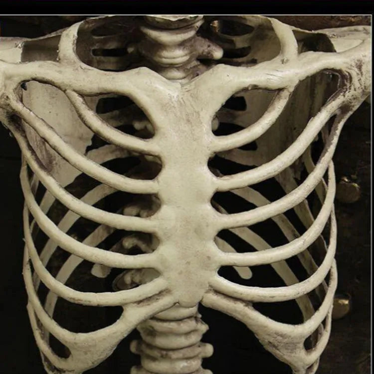 A full-size 170 cm tall plastic human skeleton prop with detailed skull, standing upright.