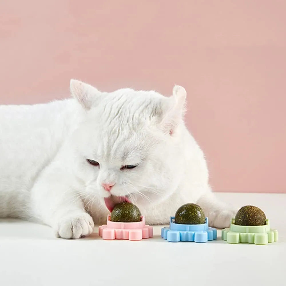 Catnip wall ball toy with three removable balls in blue, green and pink, mounted on a smooth wall for cats.