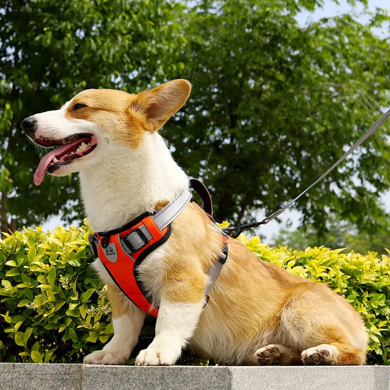 Adjustable dog harness with optional hand-held rope in various colour options for walking control