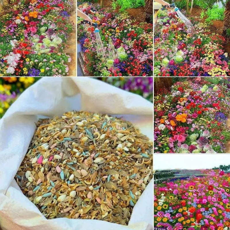 Packet of Purpleflower Holly Leaf mixed wildflower seeds for garden planting.