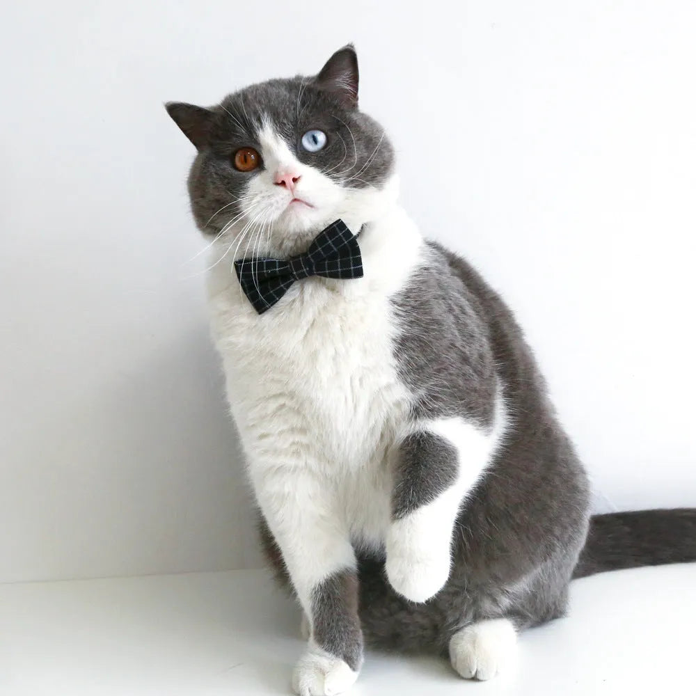 Small pet wearing a British style doctor's degree costume with an elastic hair band and a black plaid bow tie.