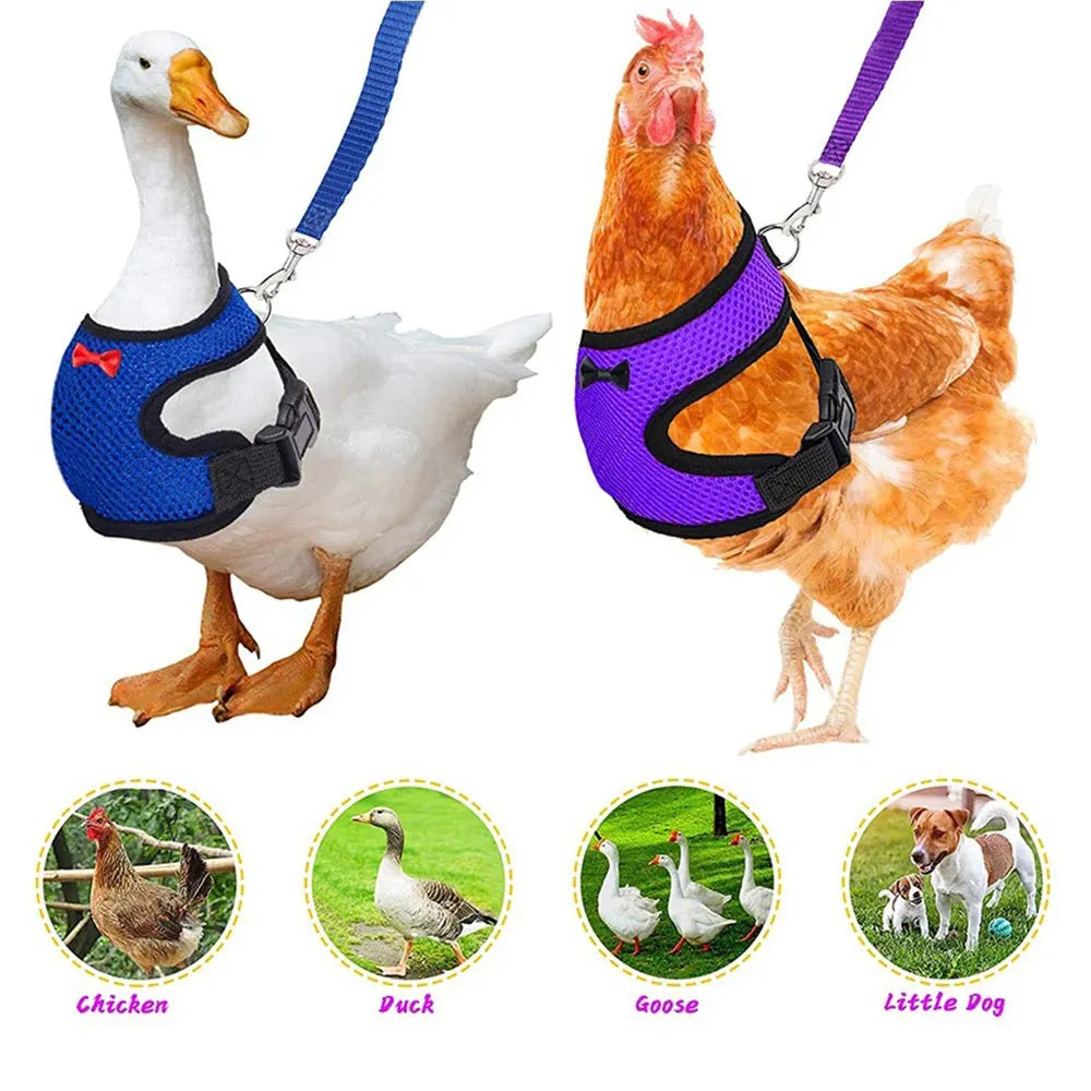 Adjustable chicken harness vest set with decorative bow collar and 110cm traction rope