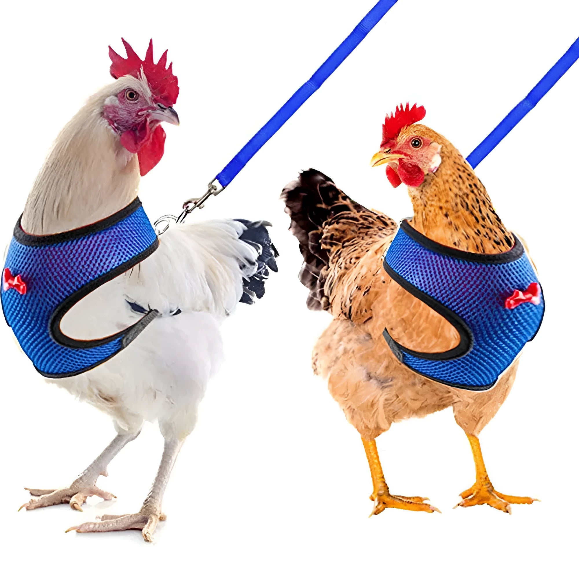 Adjustable chicken harness vest set with decorative bow collar and 110cm traction rope