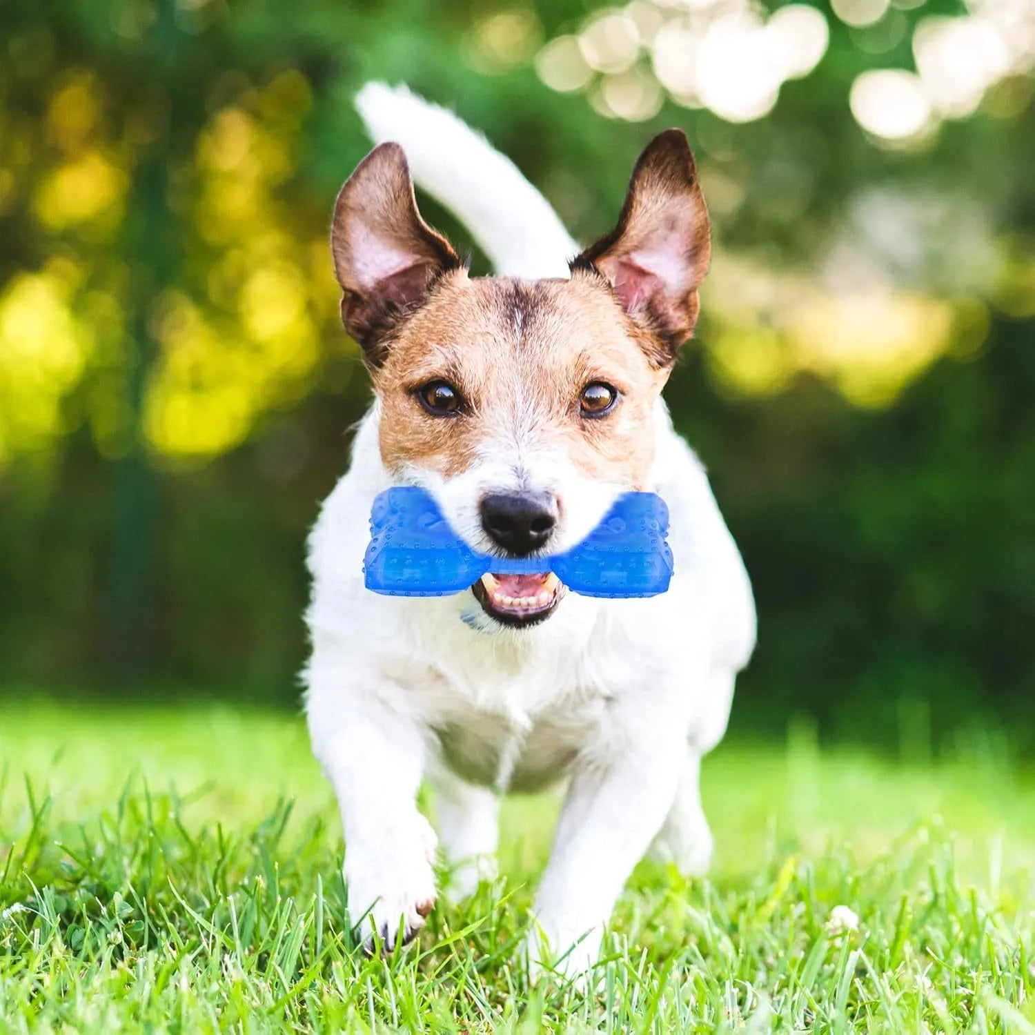 Freezable dog teething toy in bone and circle shapes for cooling chew and dental care