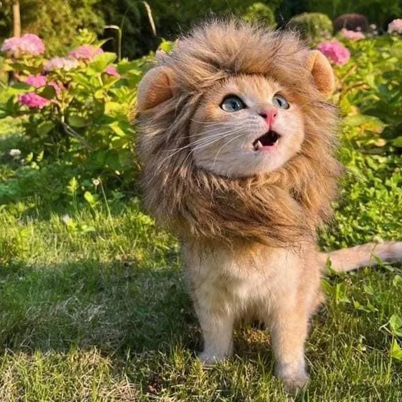 Lion mane wig with plush ears on a cat, showing adjustable elastic band
