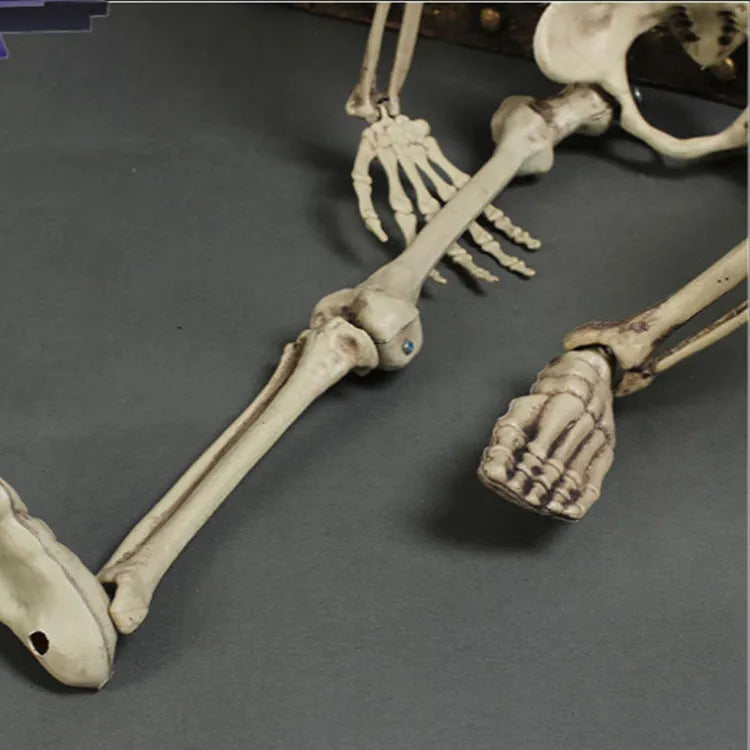 A full-size 170 cm tall plastic human skeleton prop with detailed skull, standing upright.