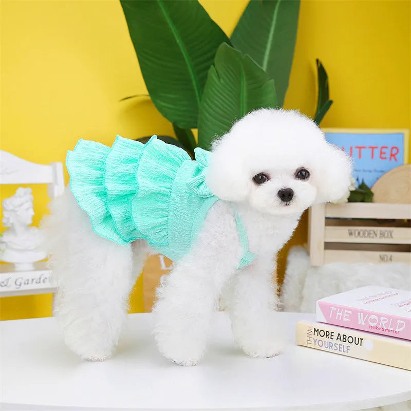 Small dog wearing polyester princess dress with layered candy skirt in teddy bichon style