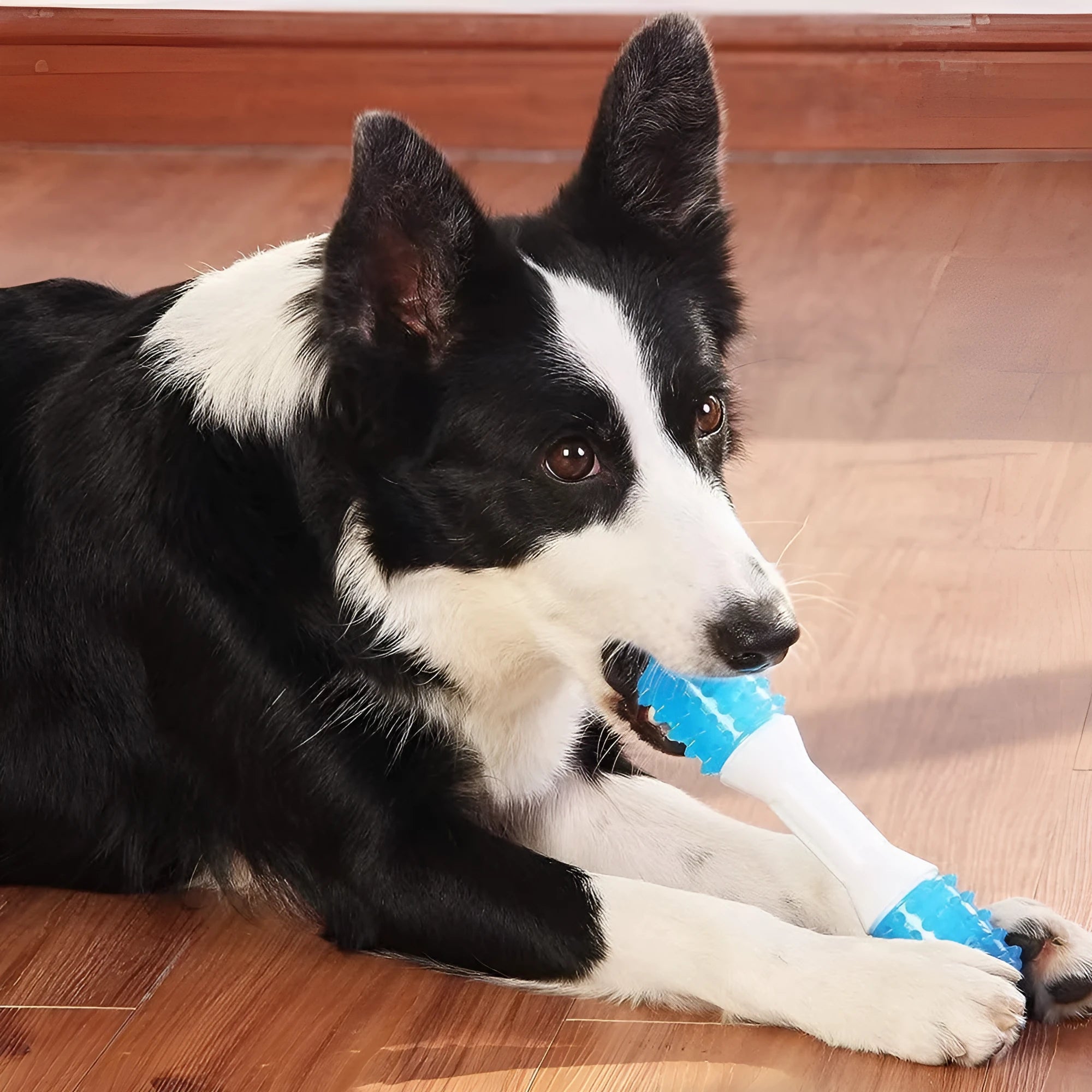 Blue and white TPR rubber puppy teething chew toy for dental health in three sizes