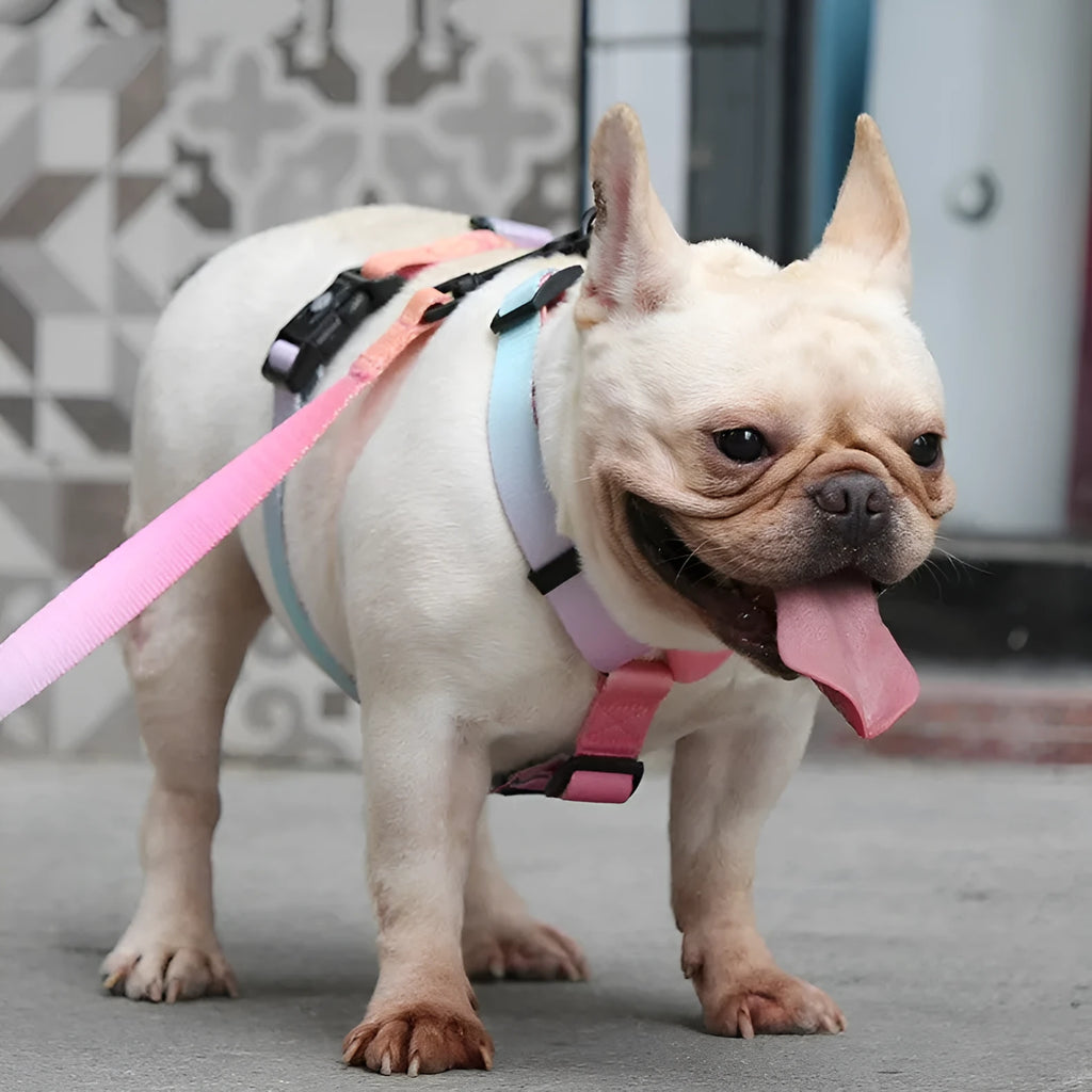 Gradient colour dog harness in purple, blue, neon, or green designs, showing chest and back straps.