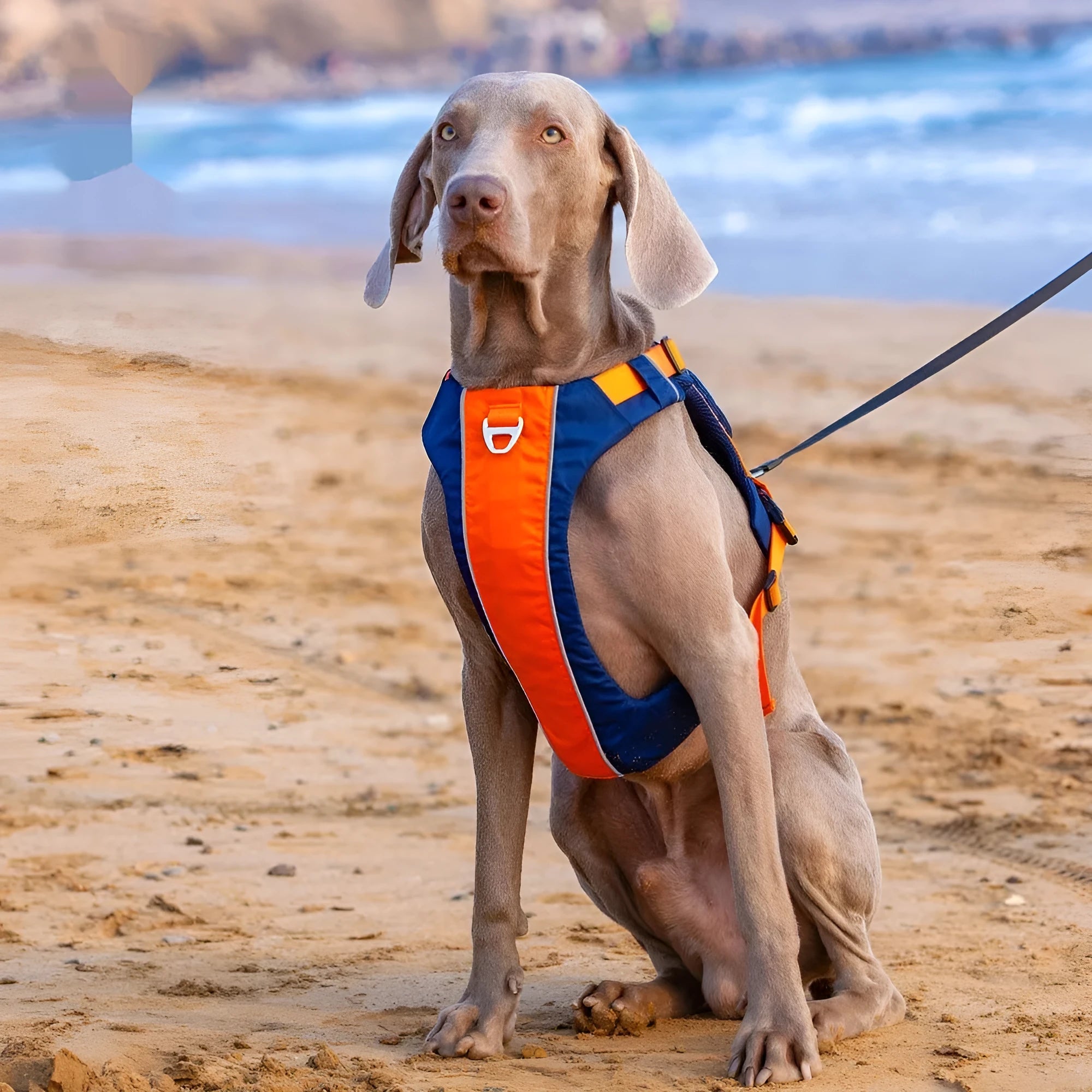 Orange blue nylon dog chest strap vest harness with hand rope attachment shown in S size