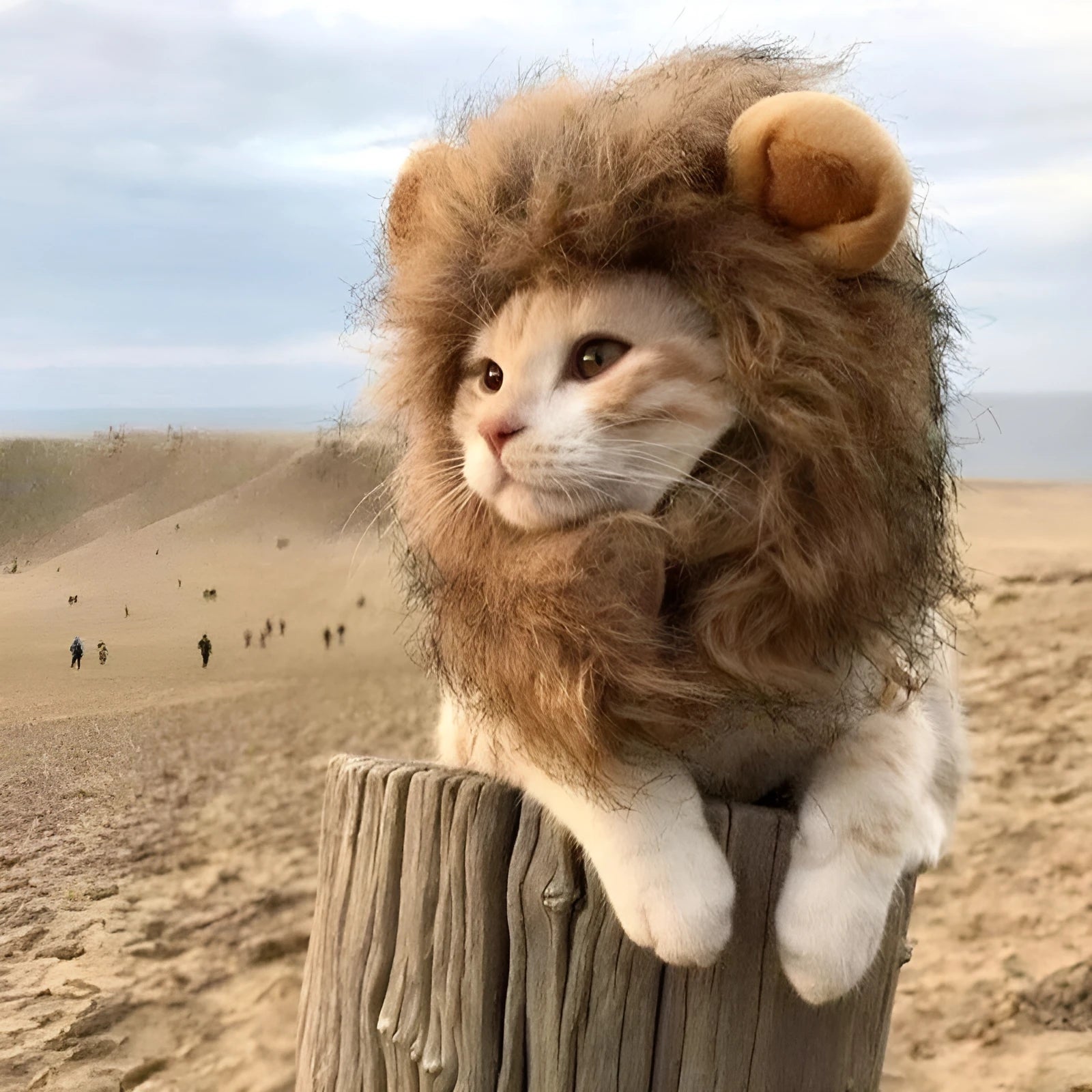 Lion mane wig with plush ears on a cat, showing adjustable elastic band