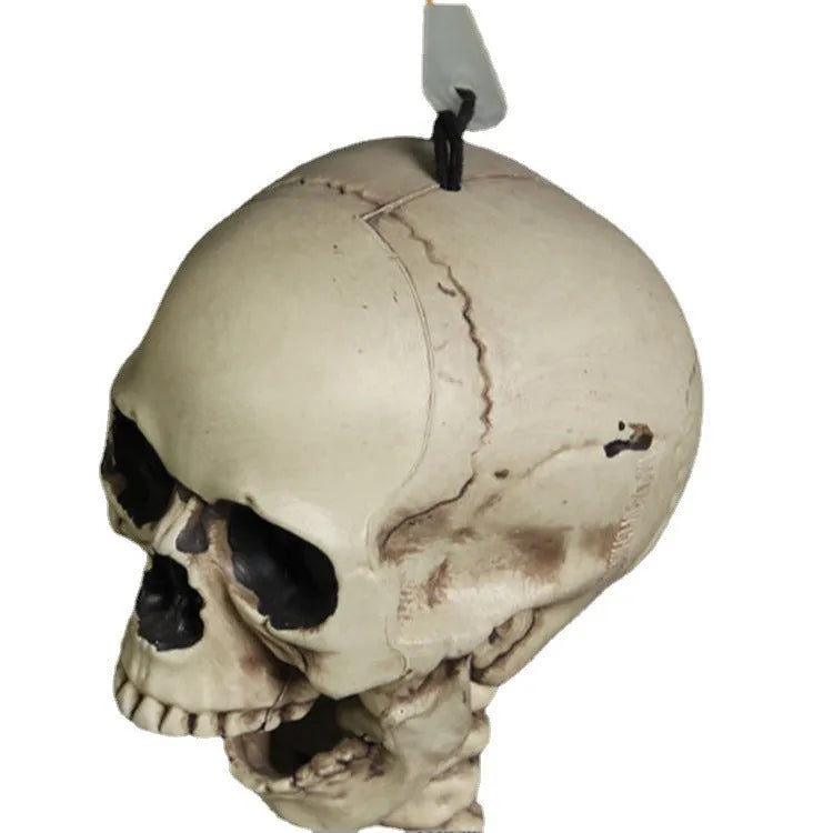 A full-size 170 cm tall plastic human skeleton prop with detailed skull, standing upright.