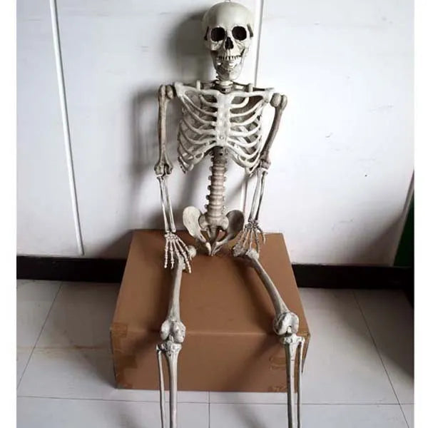 A full-size 170 cm tall plastic human skeleton prop with detailed skull, standing upright.