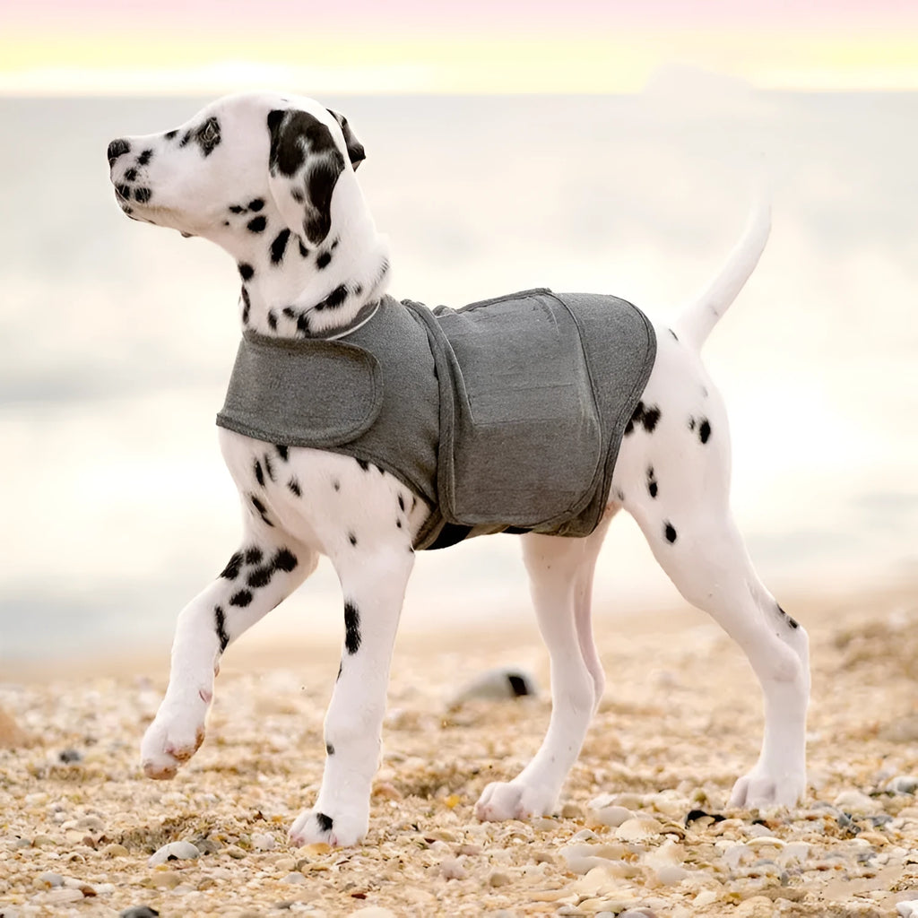 Heather grey dog anxiety calming vest jacket made from soft brocade cotton fabric on a medium-sized dog.