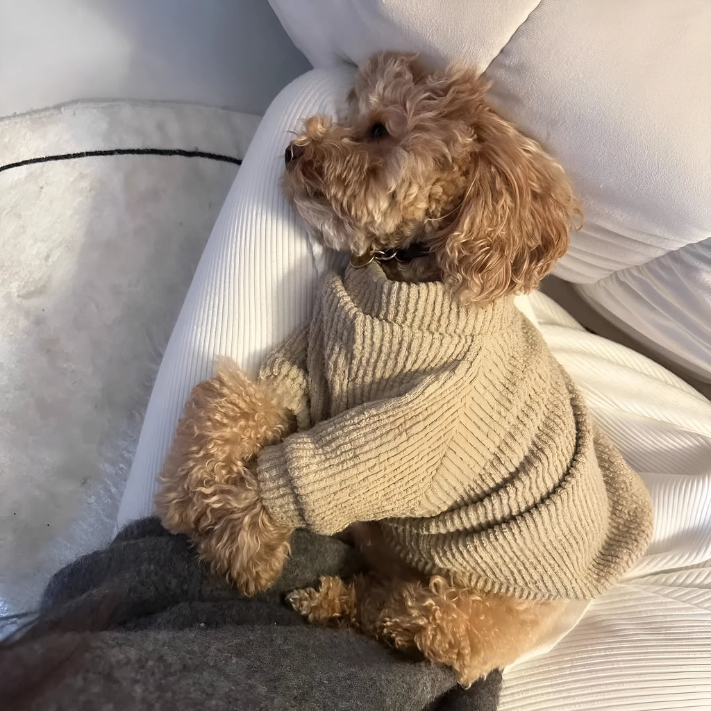 Brown cloth pullover sweater on small dog showing casual style and size fit