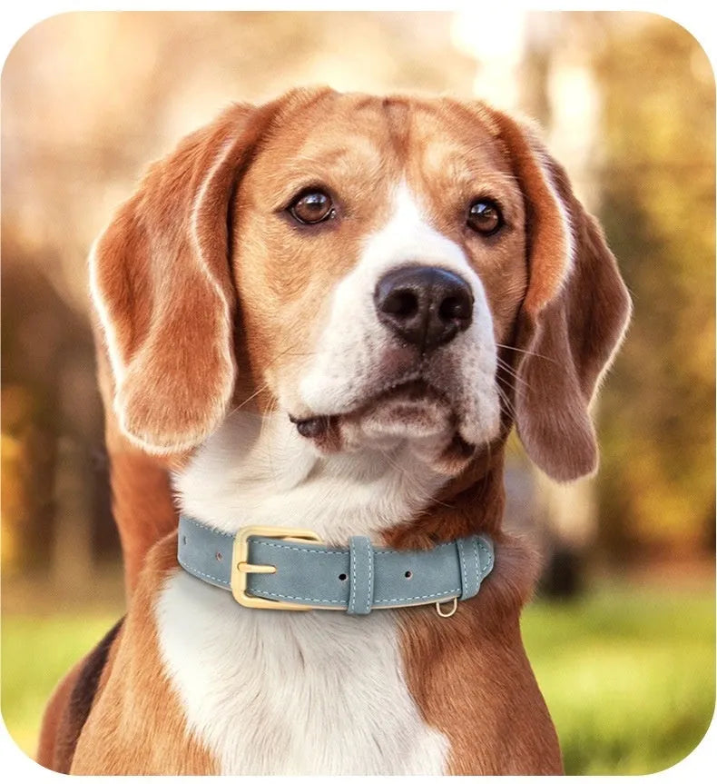 Double-layer brown leather dog collar with a matching lead on a grey background, showing the buckle and clip.