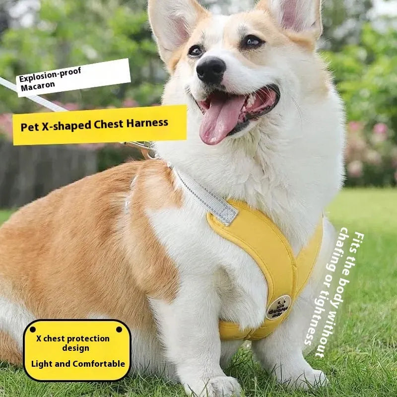 Polyester dog vest and hand holding rope set in blue, green, pink, or yellow colour