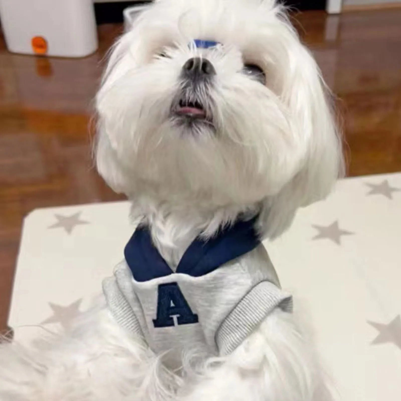 Blue and grey white pet hoodie with reflective letters, slim-fitting design for cats and dogs