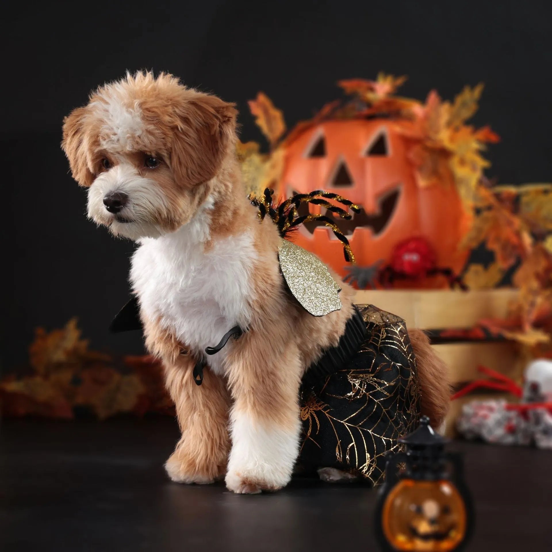 Halloween dog costume suit in polyester fabric shown on a pet, available in sizes S, M, L, and XL