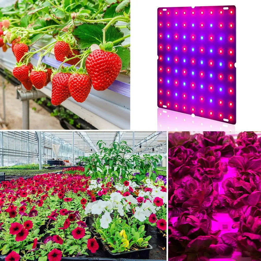 Hanging LED plant grow light with aluminium housing for fruits and vegetables.
